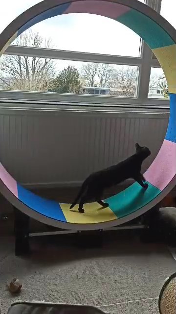 Melanistic Bengal Girl on the wheel.