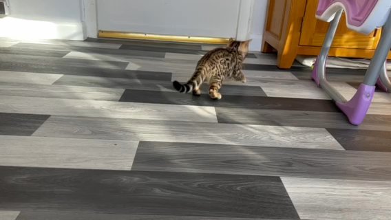 Beautiful TICA Registered Bengal Kittens