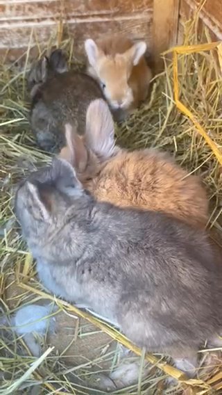 English Angora Babies
