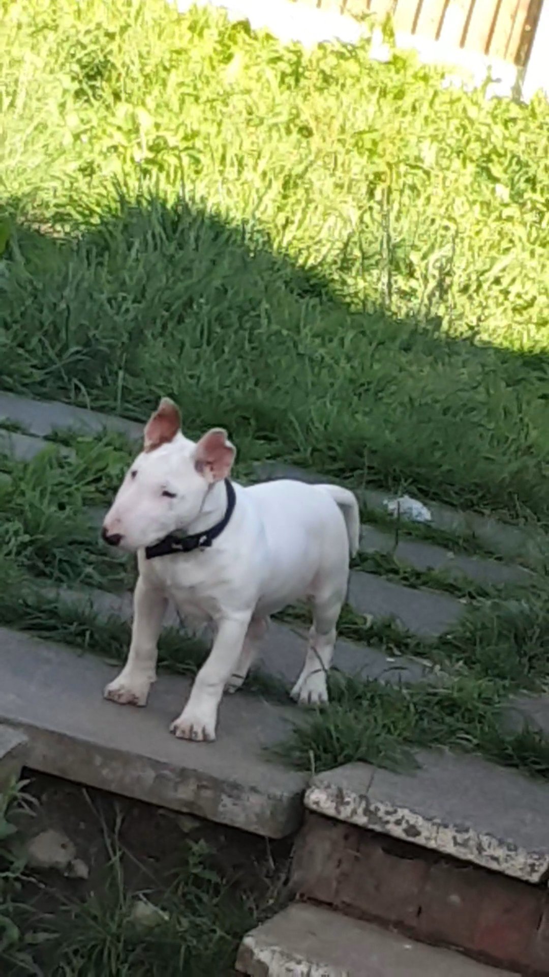 english bull terrier