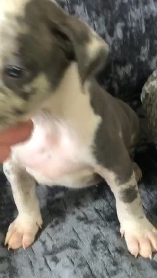 blue Merle male