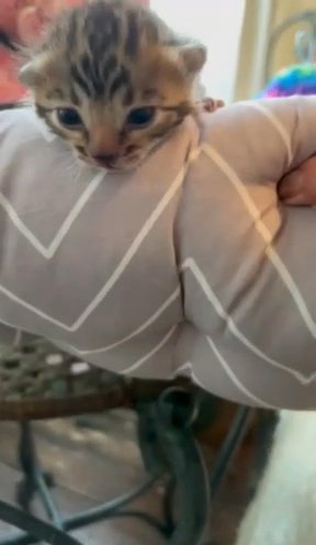 Brown Cuddly Kittens Tica Champion Dad