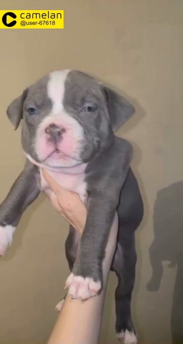 ABKC Pocket Bullys FEMALE for sale BRADFORD