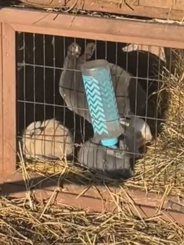 Baby Rex Rabbits