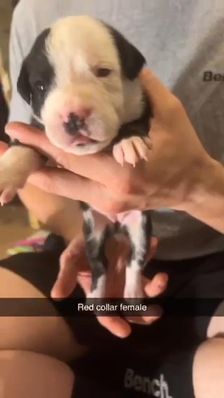 Staffordshire Bullterrier Cross American Bulldog