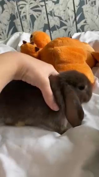 mini lop