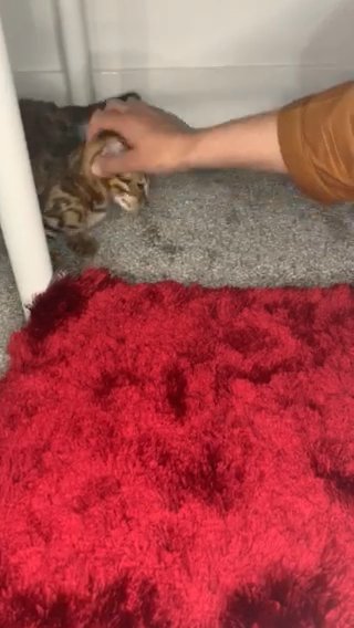?5th Generation Pedigree Bengals: Unleash the Royal Bloodline!??