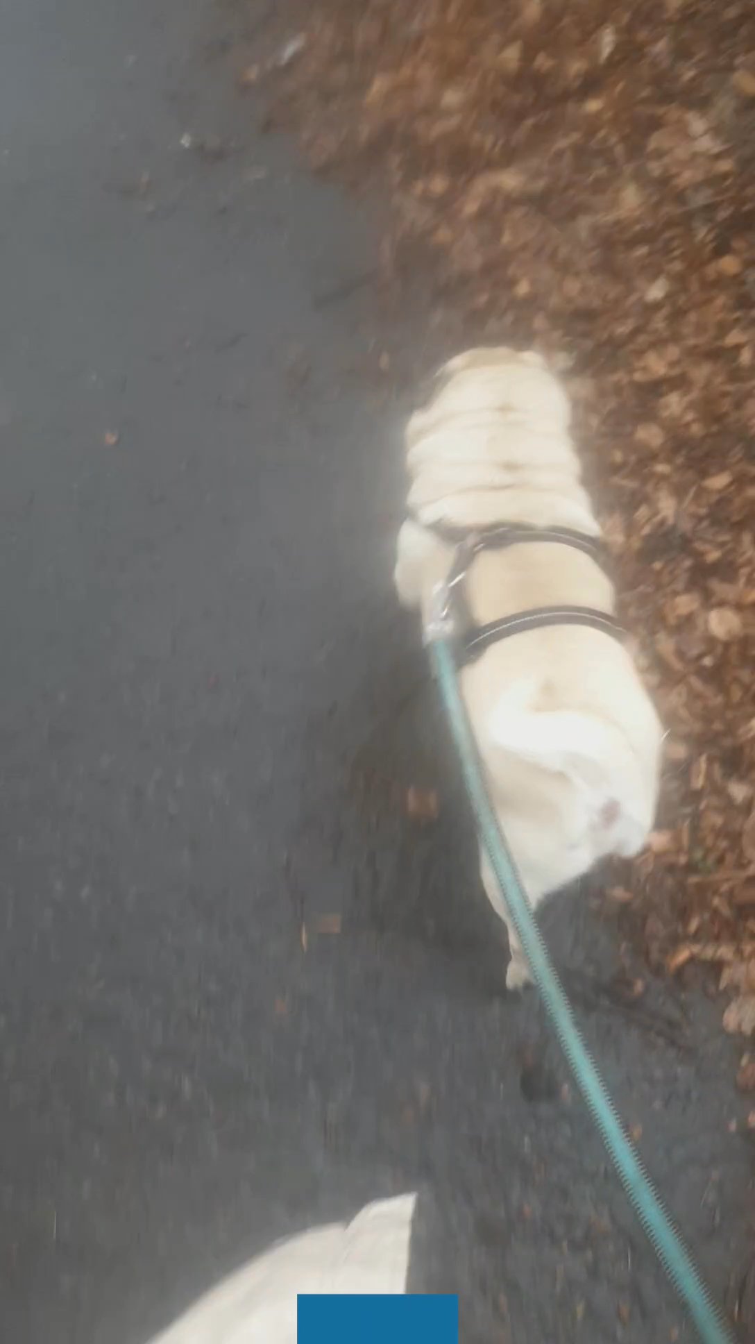 pug