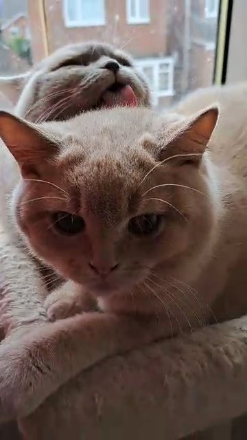 high quality cream BSH boy