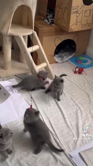 GCCF registered Pure Breed Blue BSH Kittens