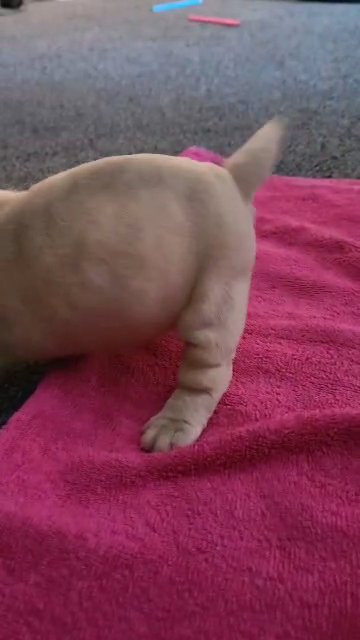 bulldog puppy for sale