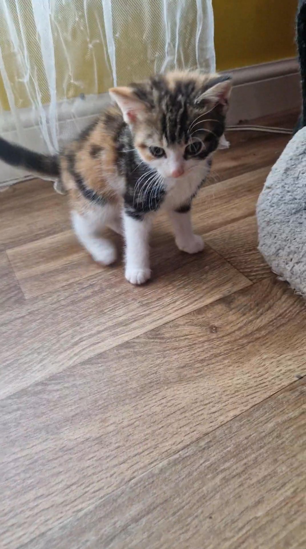 Beautiful kittens for sale
