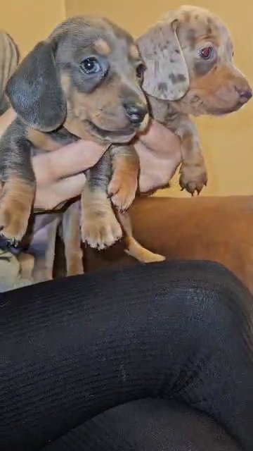 miniature Dachshund pups