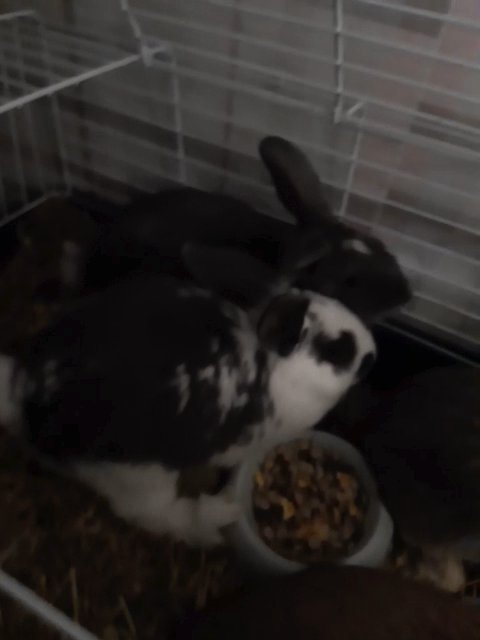 baby bunnies ? looking for thier forever homes