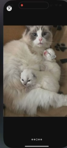 Playful Cat