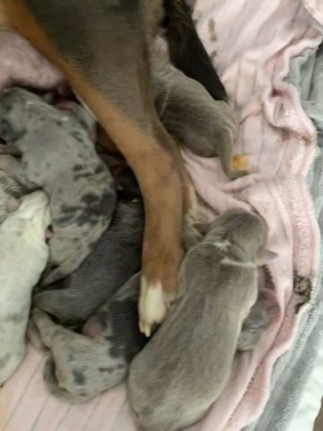 Fluffy and Short Hair OEB Merle Puppies