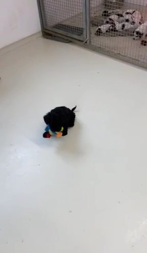 Adorable Miniature Schnauzer Puppy - Ready Now