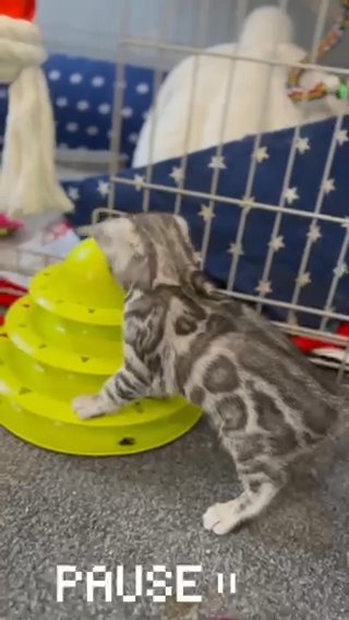 ADOPTED  ? Silver Star Or Snow Mink Bengal Cub ⭐️