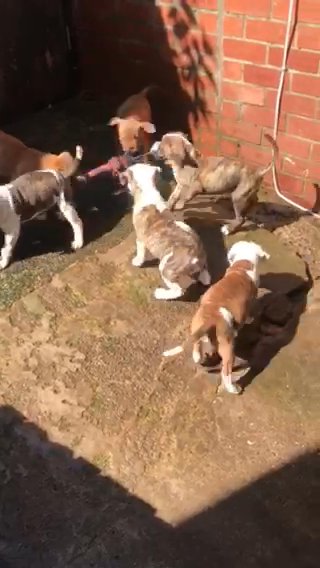 American Bulldog puppies
