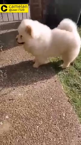 chow chow male