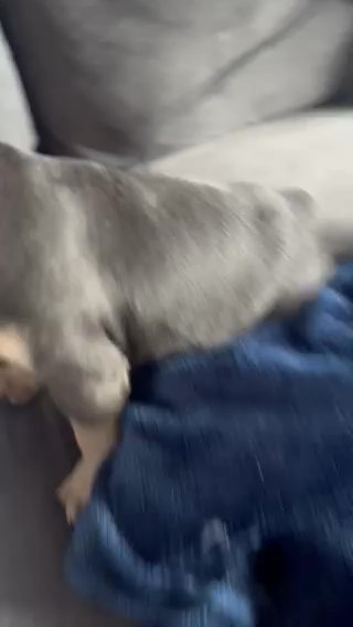 Blue and Tan Female French Bulldog