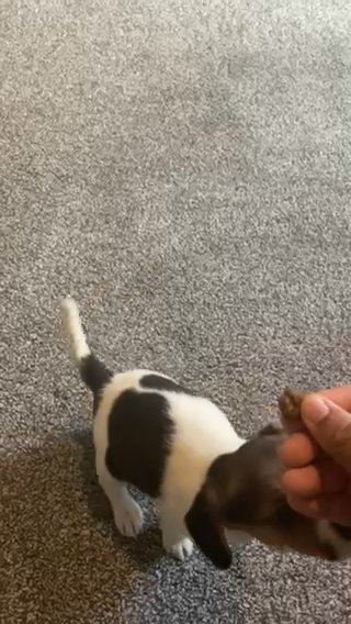 8 Week Old Jack Rusell