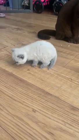 BSH Kittens: 1 Blue Male, 1 Blue Female. 1 Black Male Ready To Go