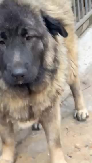 Caucasian Ovcharka Femal Very Large Pup