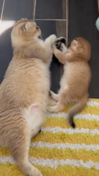 Scottish Straight Gold Kittens