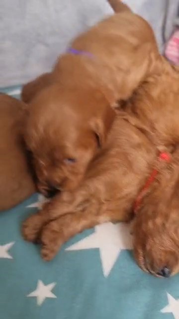 CavapooF1