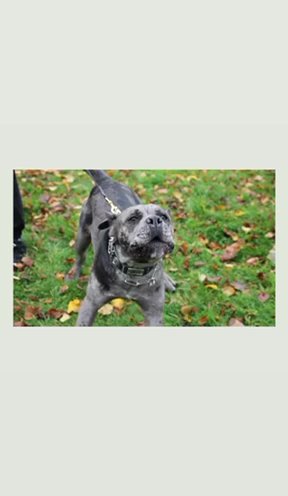Cane Corso stud