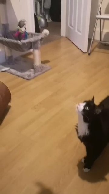 Lovely cat for adoption.