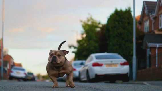 El Diablo Pocket Bully Stud