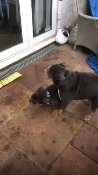 English bulldog