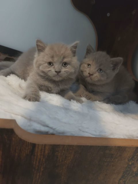 BSH kittens