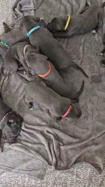 beautiful blue cane corso pups