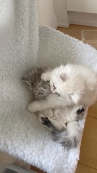 Pure Persian Chinchilla - Ready to go only 2 left