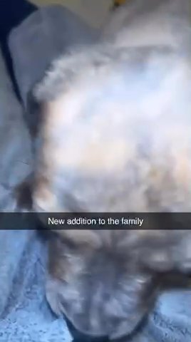 Puppy For Sale