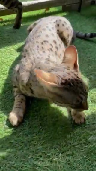 GORGEOUS F2 FEMALE SAVANNAH APHRODITE