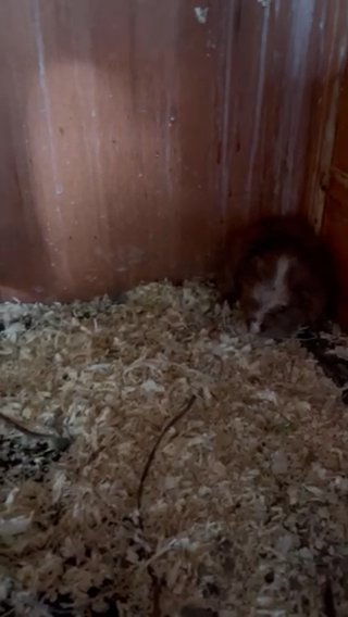 2 male Guinea pig