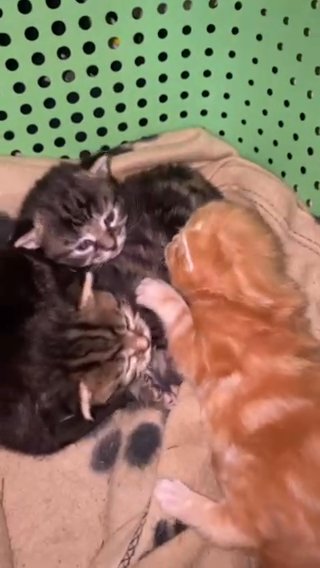 Maine Coon Cross Kittens