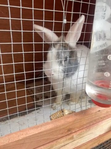 Rabbits