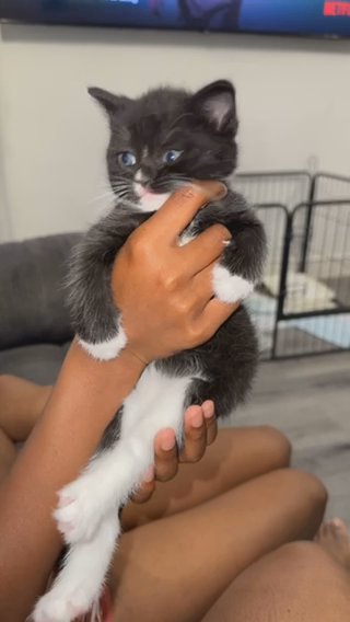 3 British Short Hair Cross