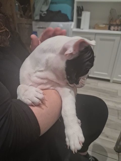 Stella (French bulldog)