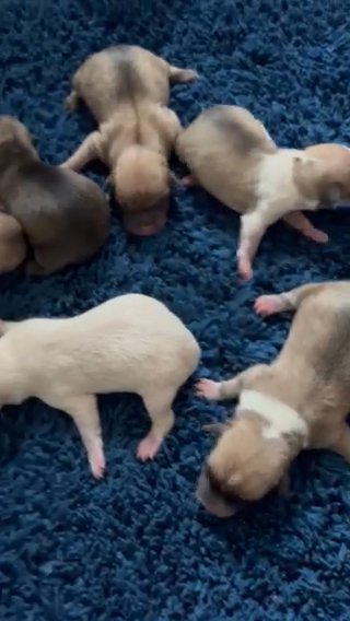 Jack Chi Puppies