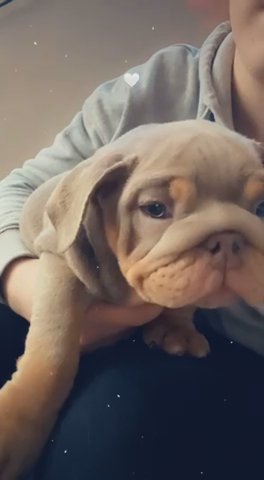 Lilac full Suit English Bulldog Female