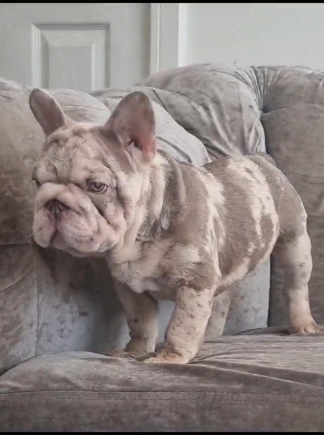 BIG ROPE NEWSHADE ISABELLA FRENCHBULLDOG PUPPS