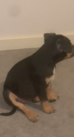 Stunning American Bullies For Sale