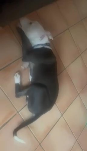 American Bully