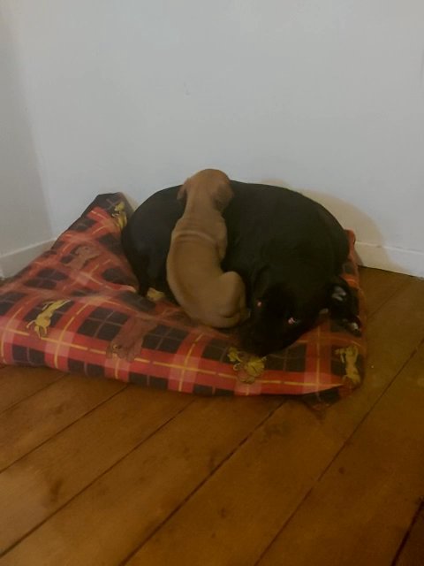 cane corsa